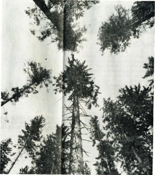 Datei:Wald 1988 svensimon.jpg
